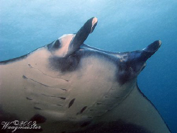 'Close up but wide angle' (Manta birostris) - Nusa Penida... by Marco Waagmeester 